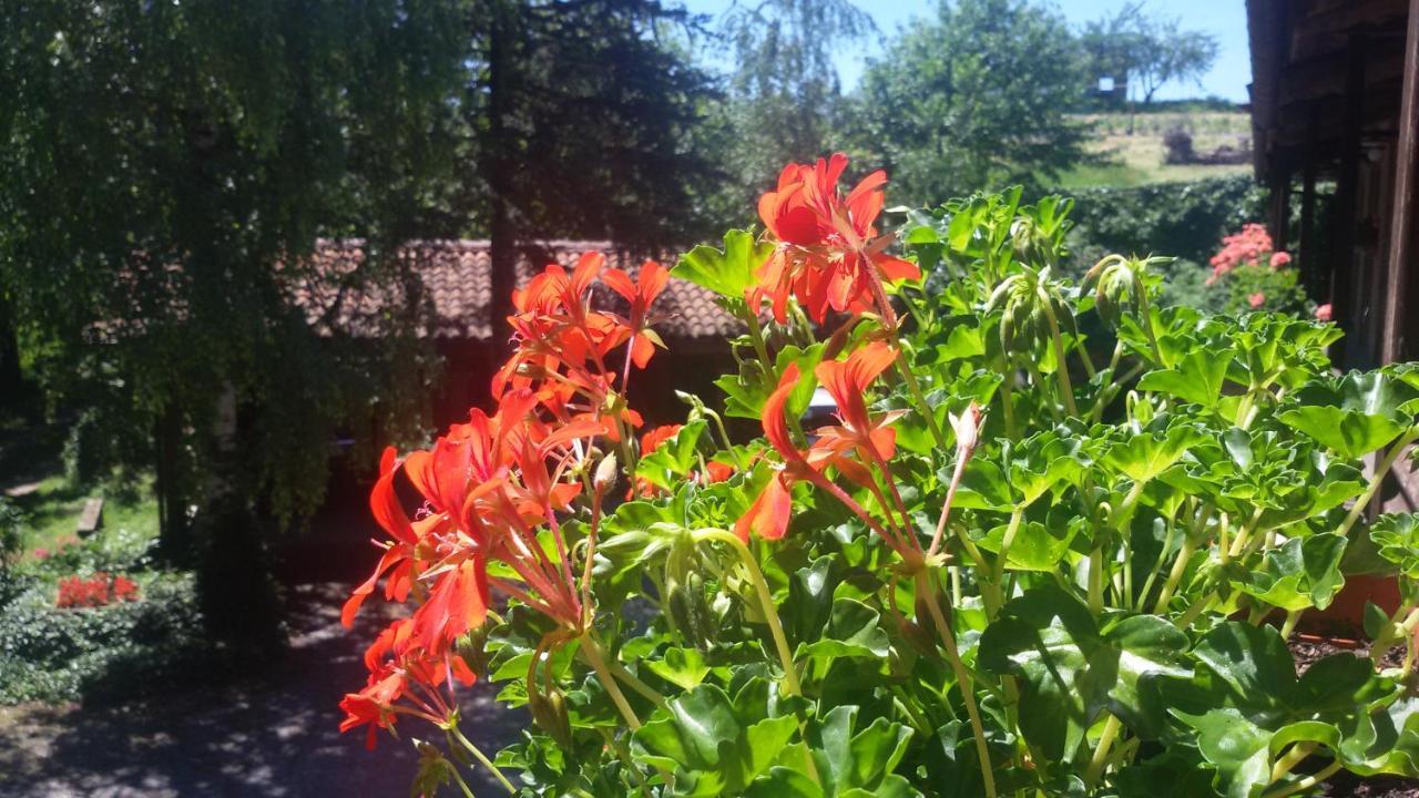 La Collina Dei Passeri Bed & Breakfast